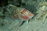 Parupeneus heptacanthus-Praslin Anse petite cour-6m-20190611nuit-Denis-ADER-DSC_9353_tn